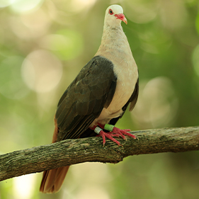 Pink Pigeon